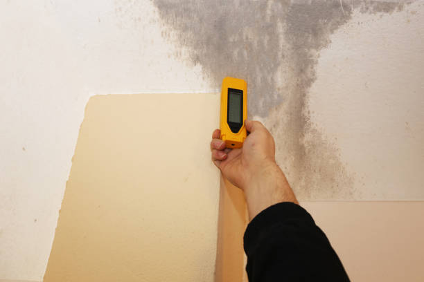 Best Environmental Consulting for Mold Prevention  in Moss Beach, CA
