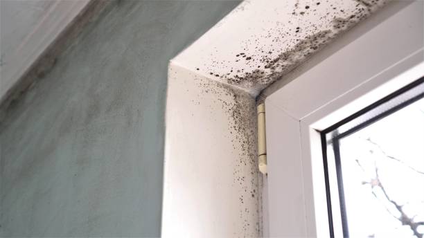 Best Basement Mold Removal  in Moss Beach, CA