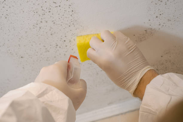 Reliable Moss Beach, CA Mold Removal Solutions