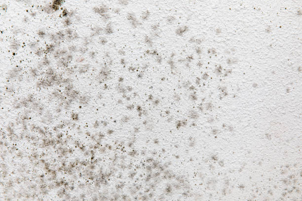 Best Mold Documentation for Insurance Claims  in Moss Beach, CA