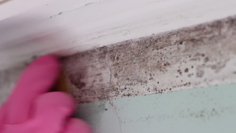Best Emergency Mold Remediation  in Moss Beach, CA